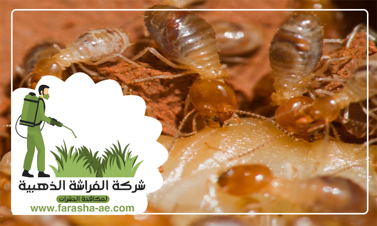 شركة مكافحة الرمة في الخان 2 شركة مكافحة الرمة