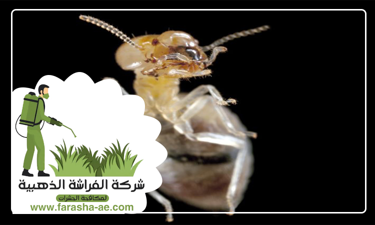 شركة مكافحة الرمة في العين 4 شركة مكافحة الرمة في العين