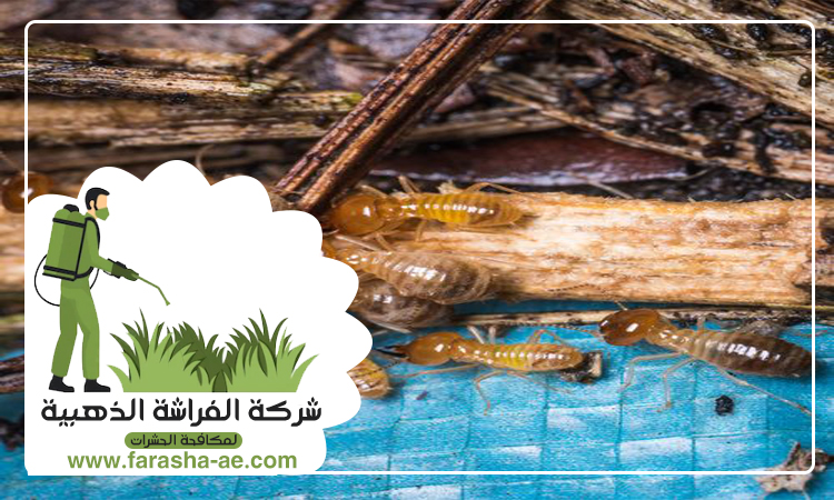 شركة مكافحة الرمة في العين 2 شركة مكافحة الرمة