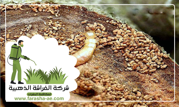 شركة مكافحة الرمة في الرقة 4 شركة مكافحة الرمة في الرقة