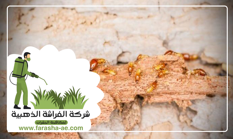 شركة مكافحة الرمة في العين 3 شركة مكافحة الرمة في العين