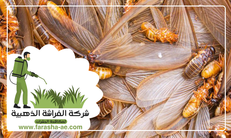 شركة مكافحة الرمة في العين 5 شركة مكافحة الرمة في العين