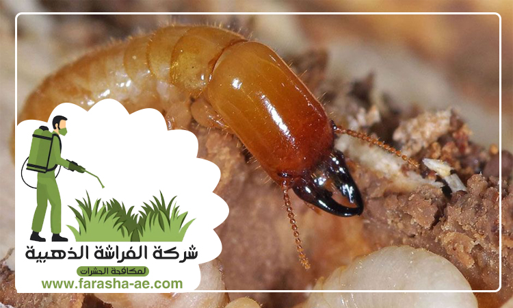 شركة مكافحة الرمة في الخان 4 شركة مكافحة الرمة في الخان