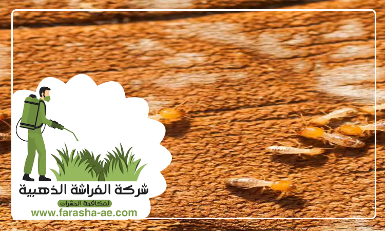 شركة مكافحة الرمة في المريجة 4 شركة مكافحة الرمة في المريجة