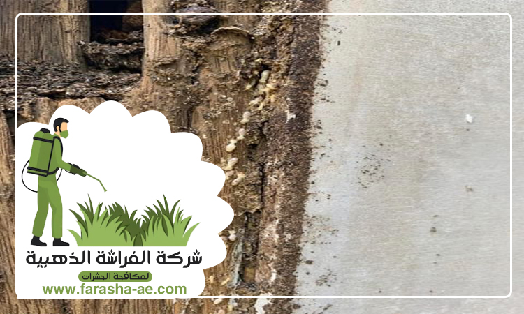 شركة مكافحة الرمة في الخان 5 شركة مكافحة الرمة في الخان