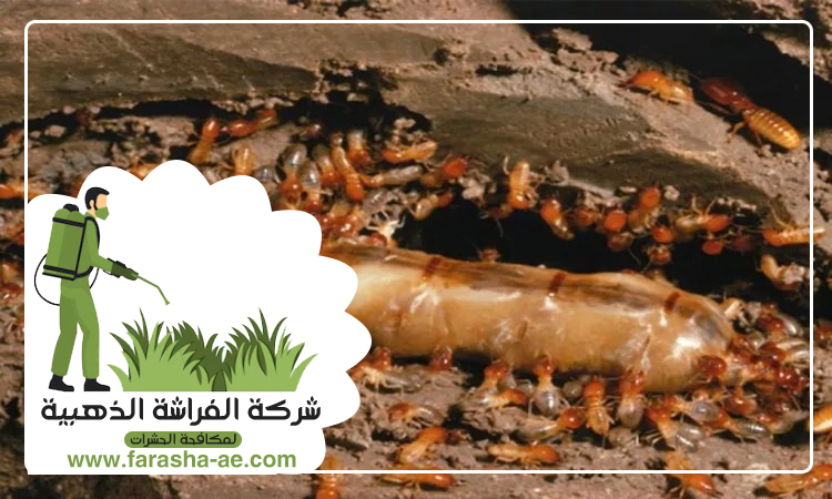 شركة مكافحة الرمة في المريجة 3 شركة مكافحة الرمة في المريجة