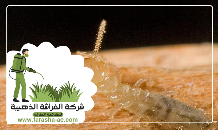 شركة مكافحة الرمة في الخان 3 شركة مكافحة الرمة في الخان