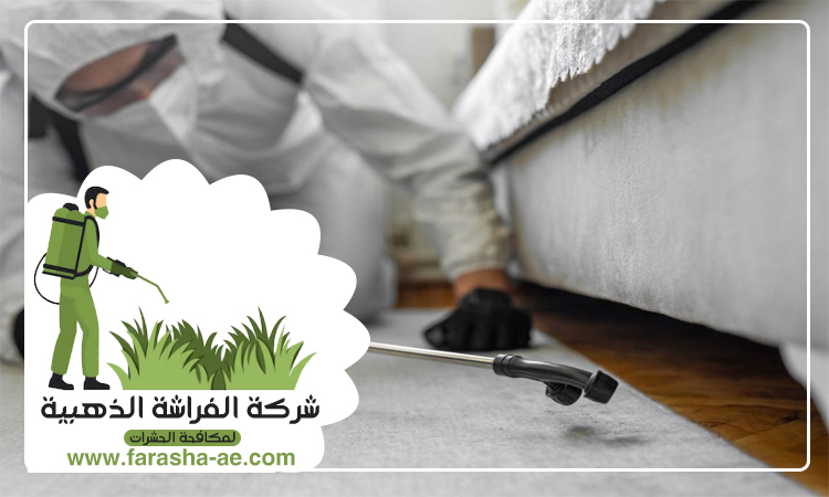 شركة مكافحة حشرات في مدوك 4 شركة مكافحة حشرات في مدوك