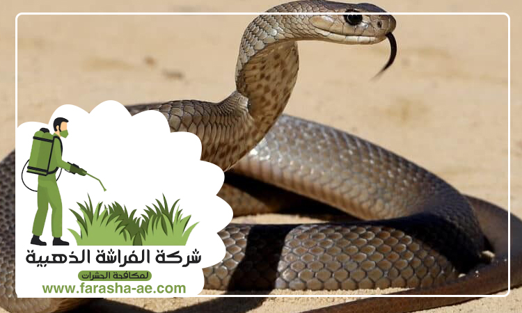 شركة مكافحة الافاعي في دبي 4 شركة مكافحة الافاعي في دبي