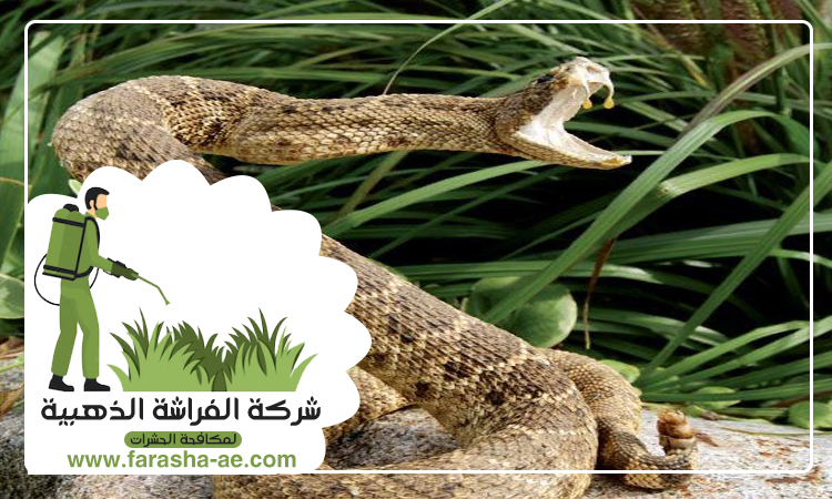 شركة مكافحة الافاعي في دبي 5 شركة مكافحة الافاعي في دبي