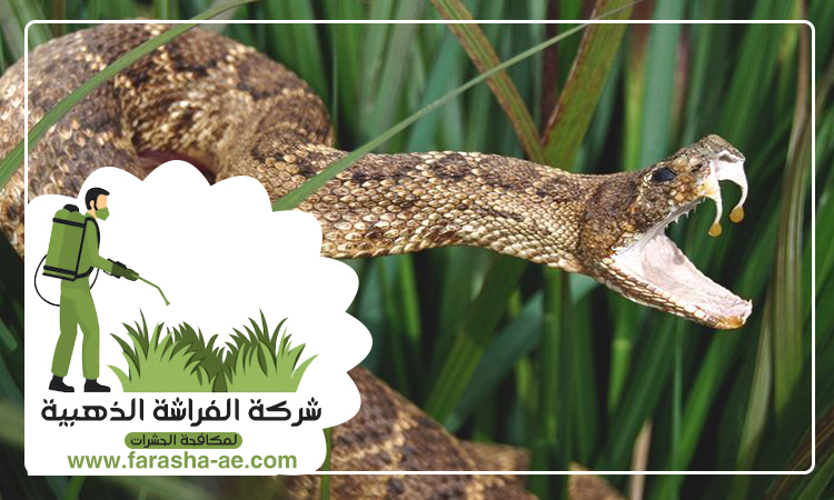 شركة مكافحة الافاعي في ابوظبي 4 شركة مكافحة الافاعي في ابوظبي