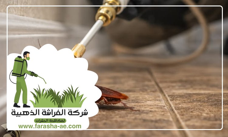 شركة مكافحة الحشرات في الصفوح 2 شركة مكافحة الحشرات في الصفوح