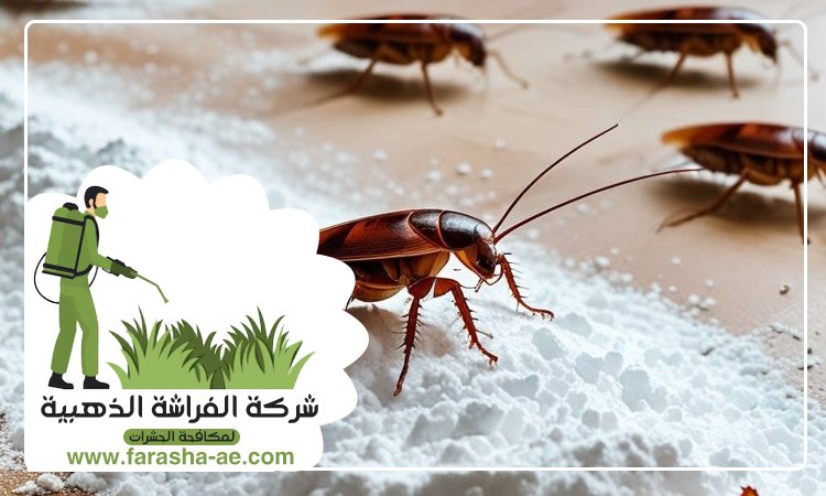 شركة مكافحة الحشرات في الصفوح 5 شركة مكافحة الحشرات في الصفوح