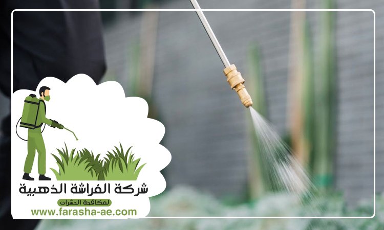 شركة مكافحة الحشرات في الصفوح 4 شركة مكافحة الحشرات في الصفوح