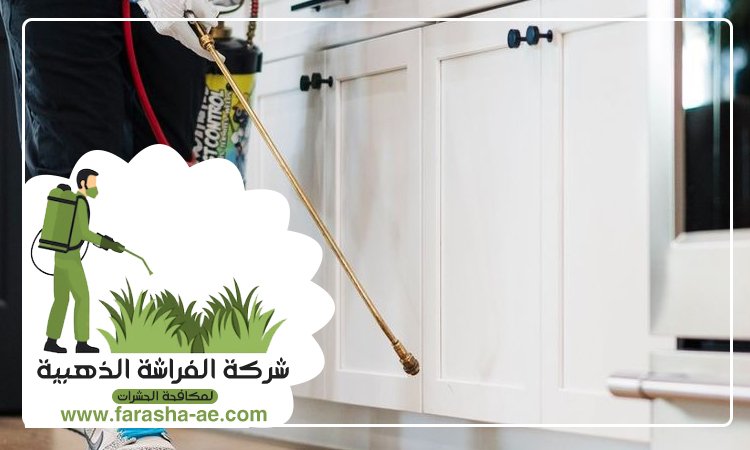 شركة مكافحة الحشرات في الصفوح 3 شركة مكافحة الحشرات في الصفوح