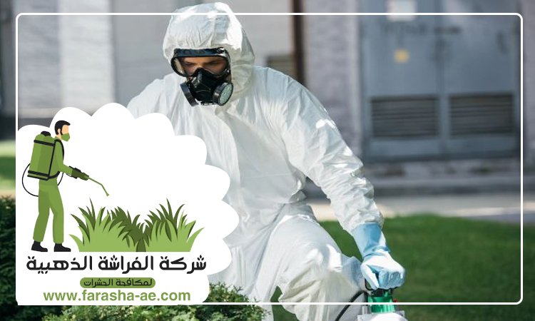 شركة مكافحة حشرات في صفد