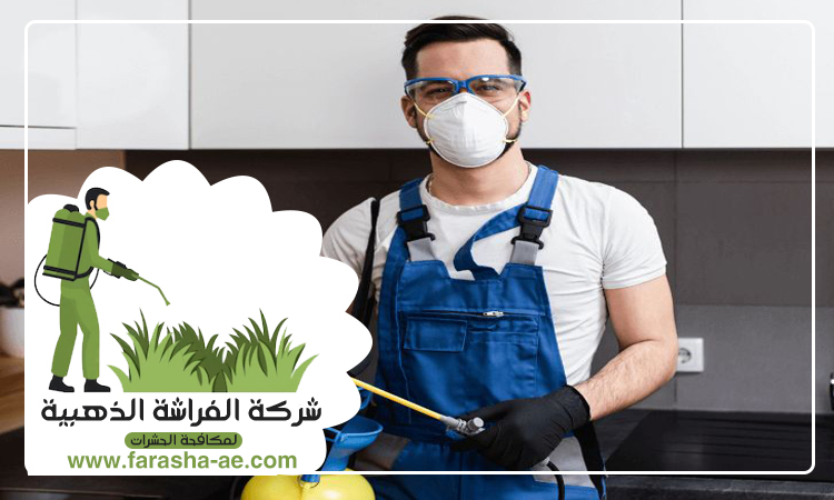 شركة مكافحة حشرات في عجمان 4 شركة مكافحة حشرات في عجمان