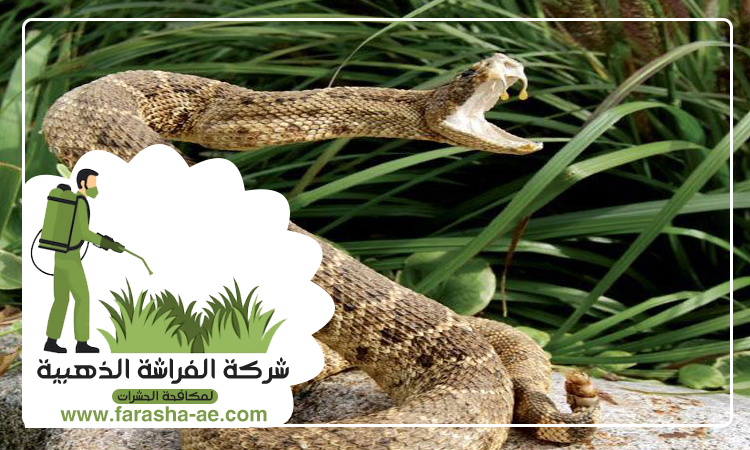 شركة مكافحة الافاعي في الزيد 4 شركة مكافحة الافاعي في الزيد