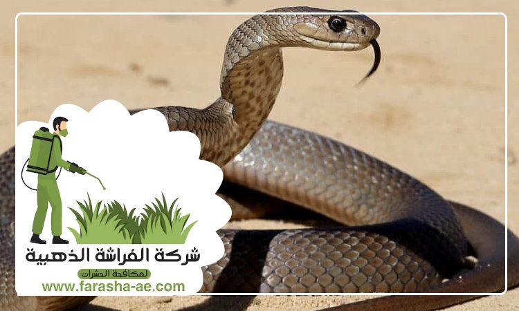 شركة مكافحة الافاعي في البحيرات 2 شركة مكافحة الافاعي في البحيرات