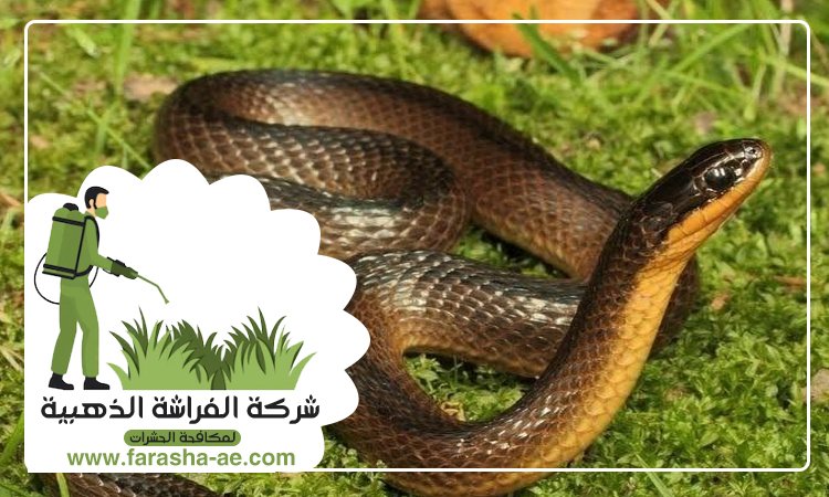 شركة مكافحة الافاعي في إعمار 5 شركة مكافحة الافاعي في إعمار