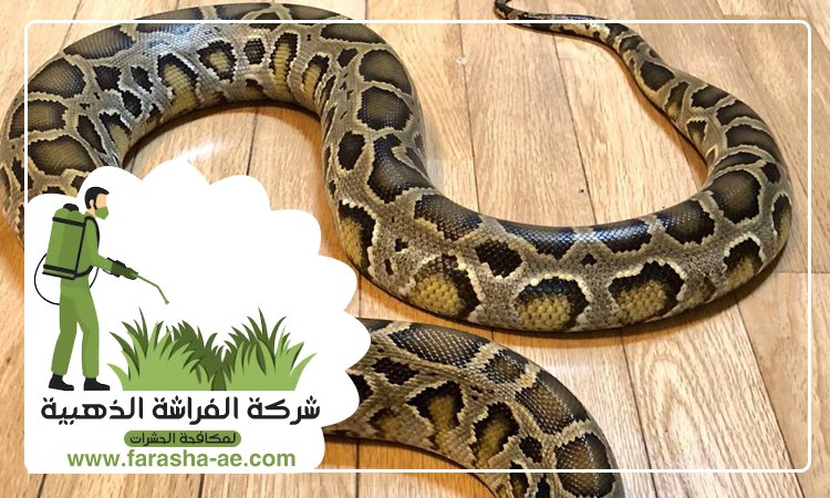 شركة مكافحة الافاعي في إعمار 3 شركة مكافحة الافاعي في إعمار