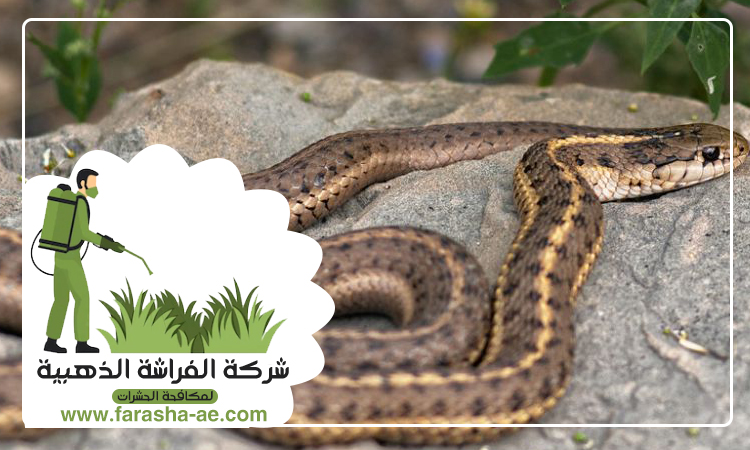 شركة مكافحة الافاعي في أم هرير 3 شركة مكافحة الافاعي في أم هرير