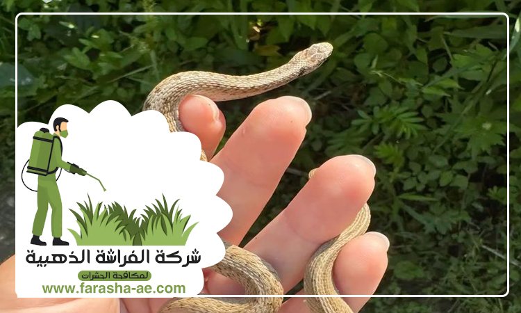 شركة مكافحة الافاعي في الطور 5 شركة مكافحة الافاعي في الطور