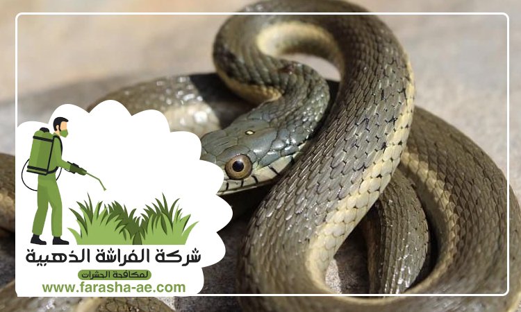 شركة مكافحة الافاعي في الطور 4 شركة مكافحة الافاعي في الطور