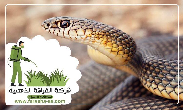شركة مكافحة الافاعي في الطور 2 شركة مكافحة الافاعي في الطور