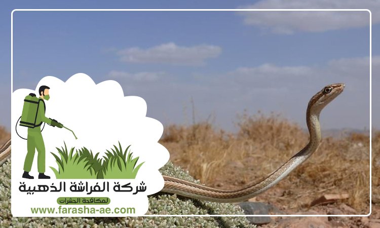 شركة مكافحة الافاعي في الطور 3 شركة مكافحة الافاعي في الطور