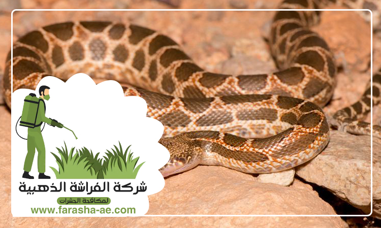 شركة مكافحة الافاعي في خورفكان 5 شركة مكافحة الافاعي في خورفكان
