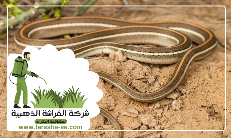 شركة مكافحة الافاعي في خورفكان 4 شركة مكافحة الافاعي في خورفكان