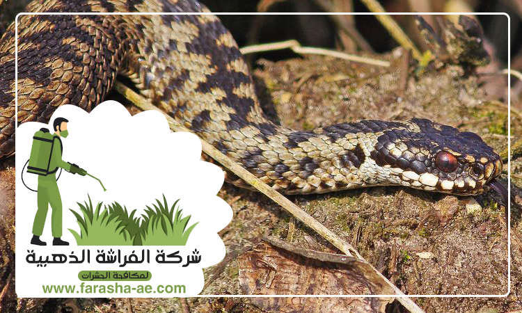 شركة مكافحة الافاعي في أم سقيم 5 شركة مكافحة الافاعي في أم سقيم