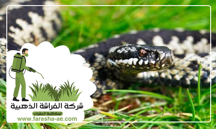 شركة مكافحة الافاعي في أم سقيم 4 شركة مكافحة الافاعي في أم سقيم