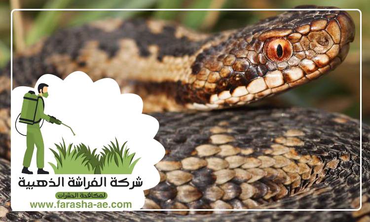 شركة مكافحة الافاعي في أم سقيم 3 شركة مكافحة الافاعي في أم سقيم