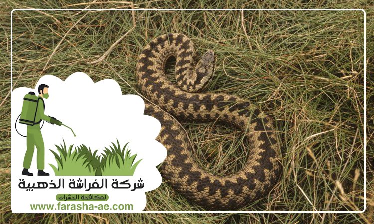 شركة مكافحة الافاعي في المنخول 5 شركة مكافحة الافاعي في المنخول