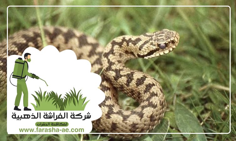 شركة مكافحة الافاعي في المنخول 4 شركة مكافحة الافاعي في المنخول