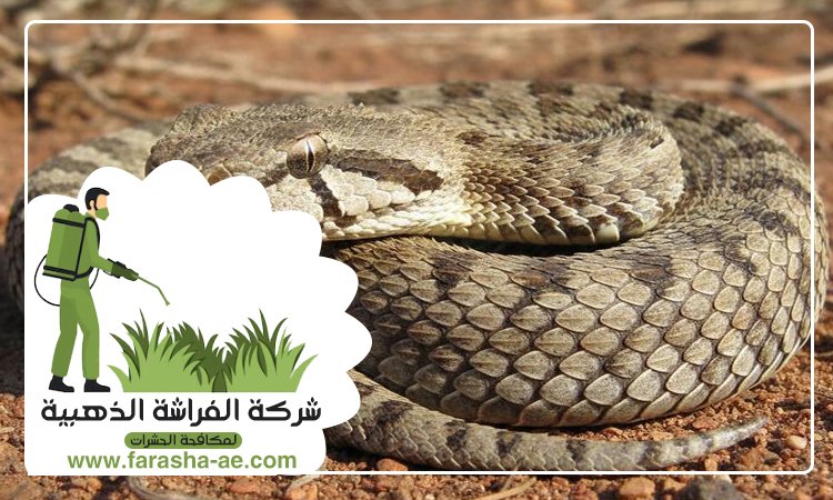 شركة مكافحة الافاعي في المنخول 2 شركة مكافحة الافاعي في المنخول