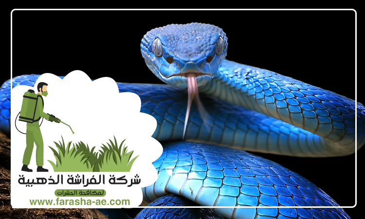 شركة مكافحة الافاعي في خورفكان