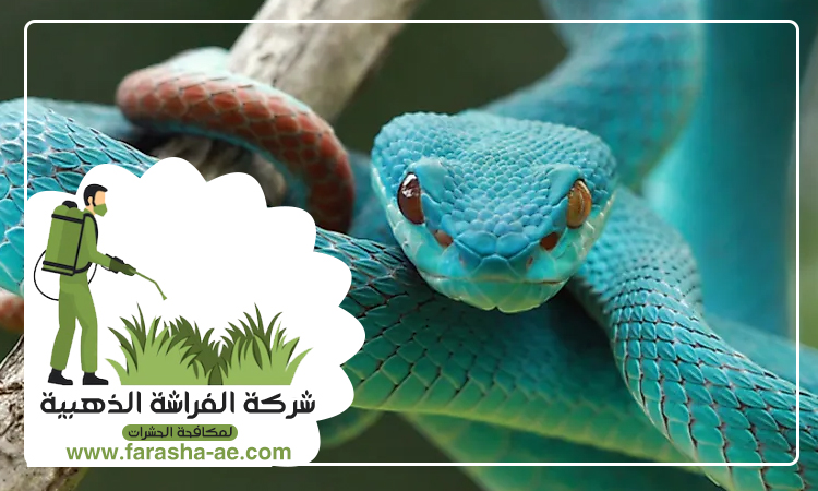 شركة مكافحة الافاعي في البحيرات