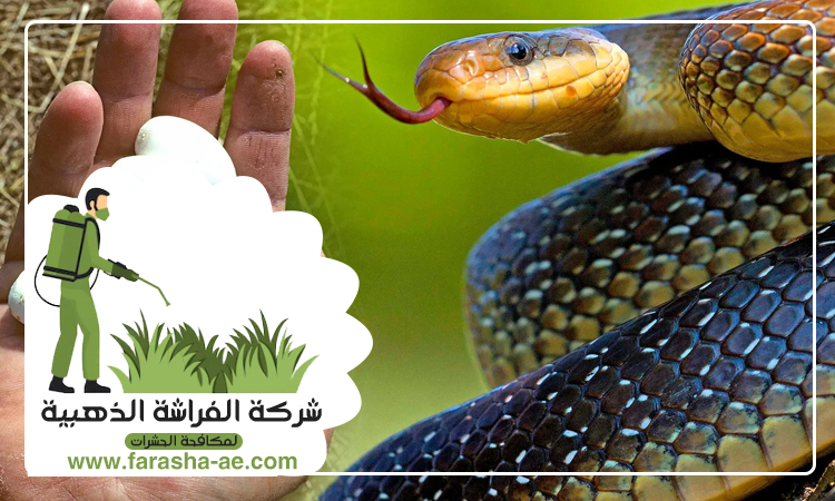 شركة مكافحة الافاعي في إعمار