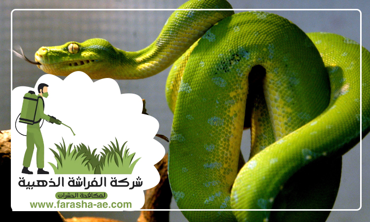 شركة مكافحة الافاعي في أم هرير