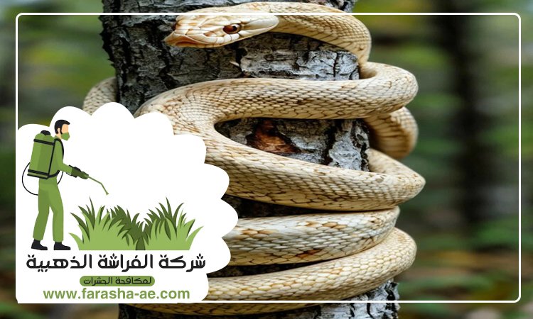 شركة مكافحة الافاعي في الشارقة 5 شركة مكافحة الافاعي في الشارقة
