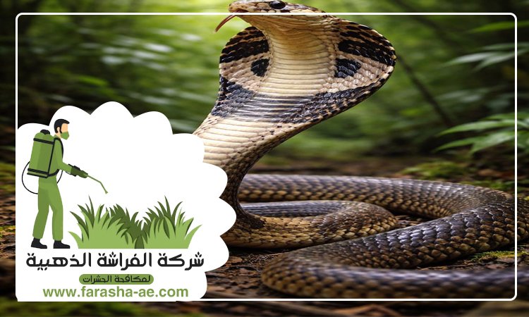شركة مكافحة الافاعي في الشارقة 4 شركة مكافحة الافاعي في الشارقة