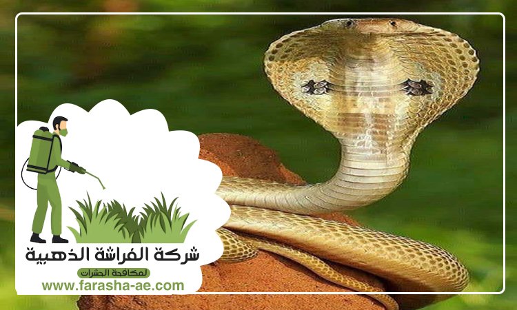 شركة مكافحة الافاعي في العين 5 شركة مكافحة الافاعي في العين