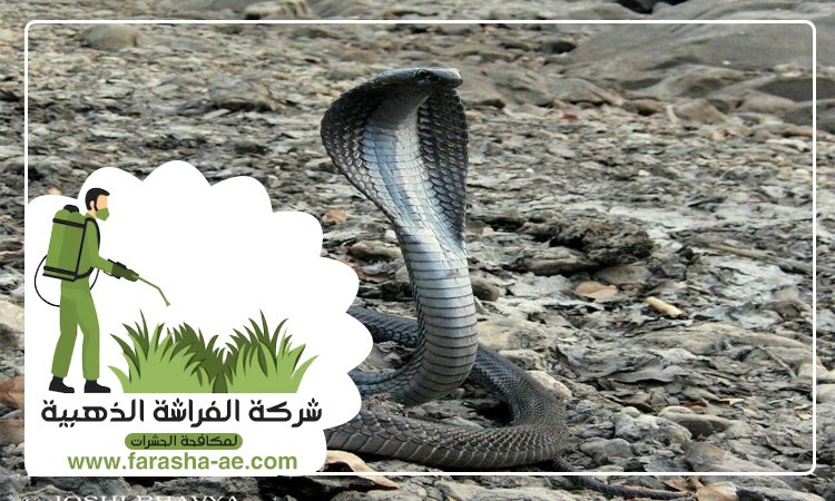 شركة مكافحة الافاعي