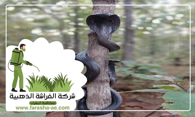 شركة مكافحة الافاعي في العين 4 شركة مكافحة الافاعي في العين