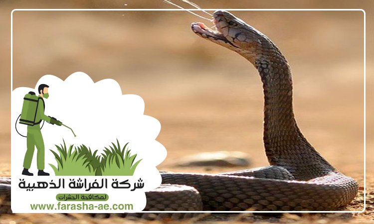 شركة مكافحة الافاعي في العين 3 شركة مكافحة الافاعي في العين