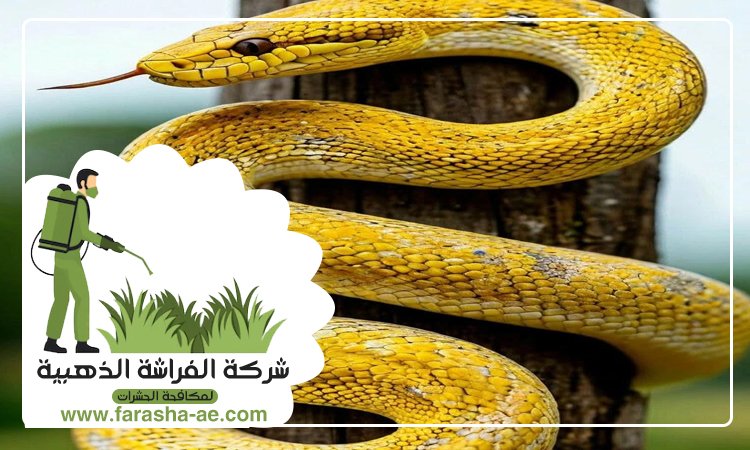 شركة مكافحة الافاعي في الشارقة 3 شركة مكافحة الافاعي في الشارقة