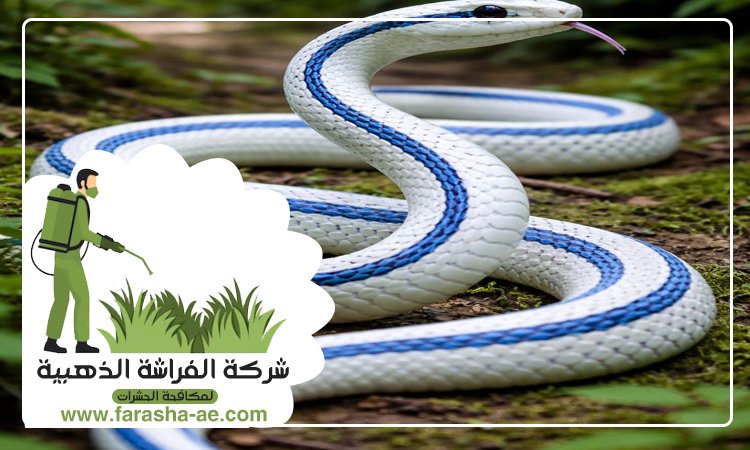 شركة مكافحة الافاعي في العين 2 شركة مكافحة الافاعي